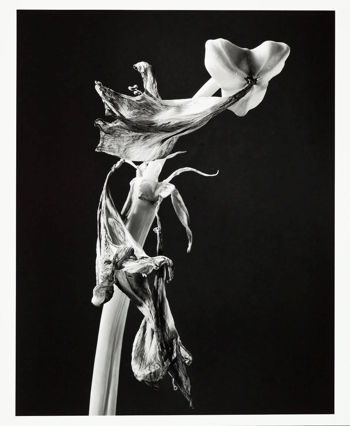 Elfriede Mejchar, Amaryllis, 1997